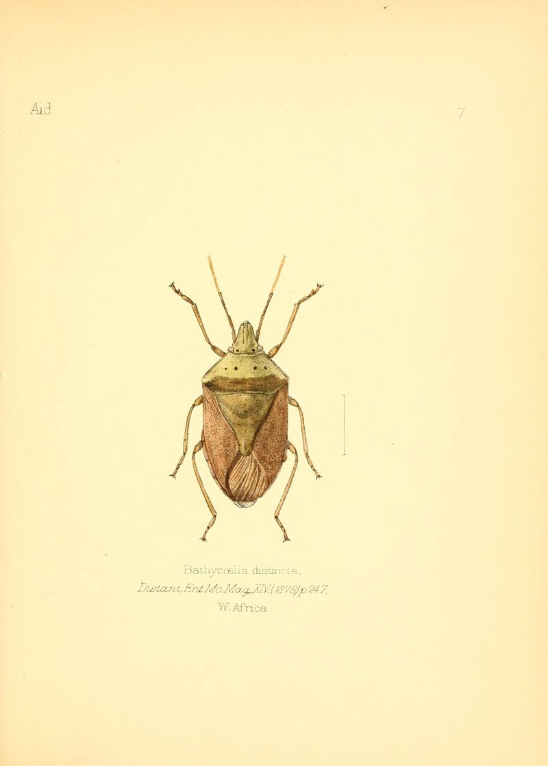 Aid to the identification of insects (Plate 7) (6025814019)