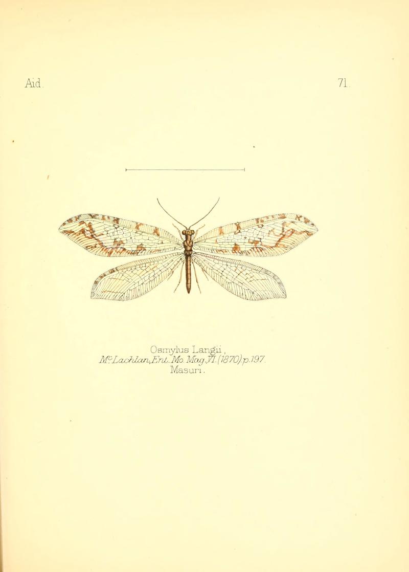 Aid to the identification of insects (Plate 71) (6026388838)