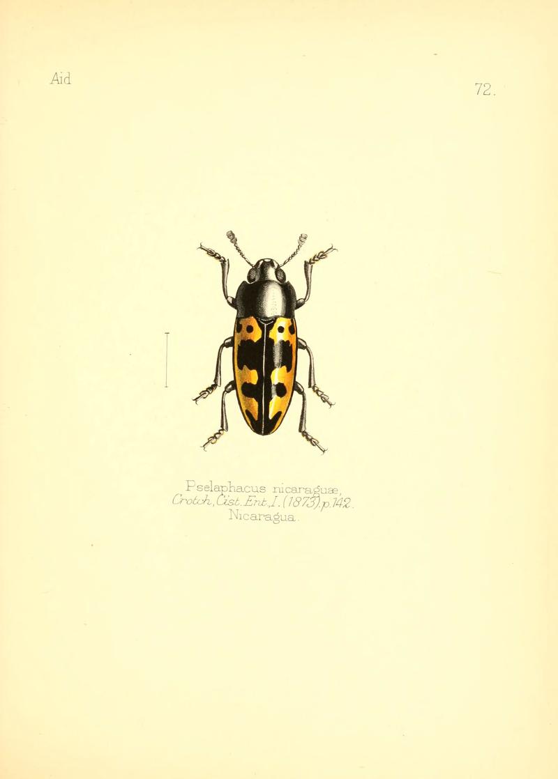 Aid to the identification of insects (Plate 72) (6026389152)