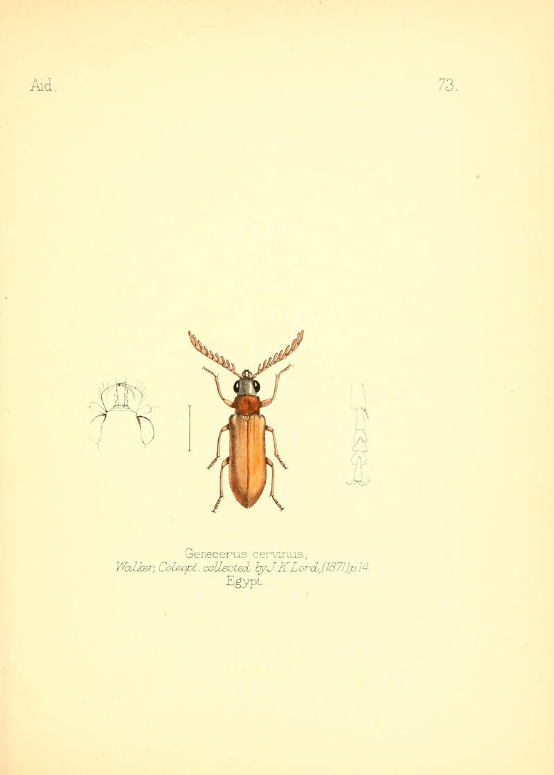 Aid to the identification of insects (Plate 73) (6026389360)