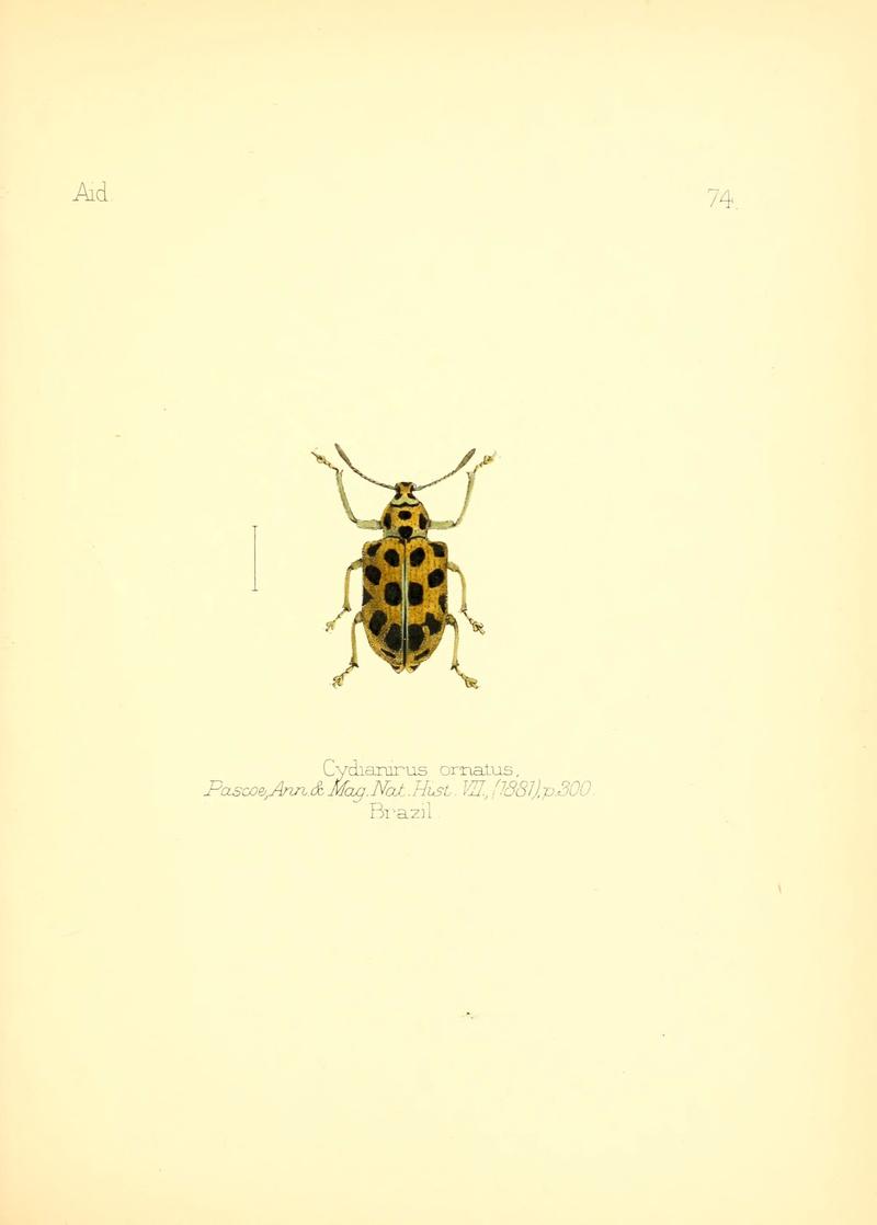 Aid to the identification of insects (Plate 74) (6026389676)