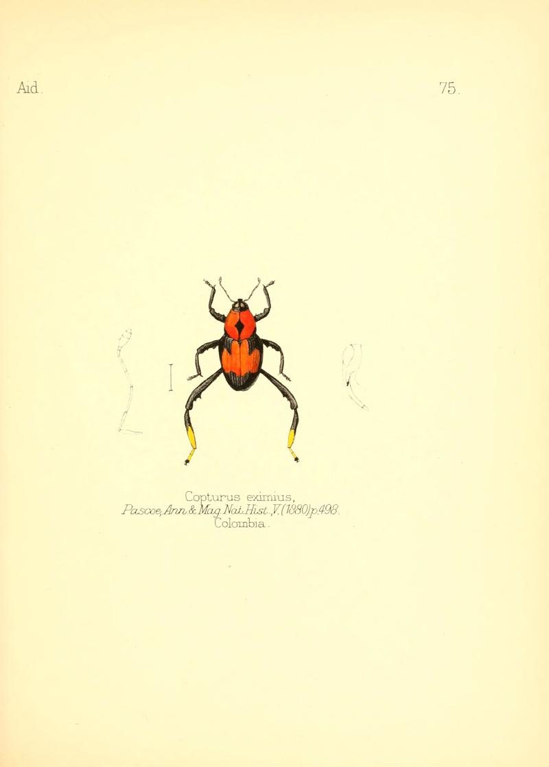 Aid to the identification of insects (Plate 75) (6026389888)