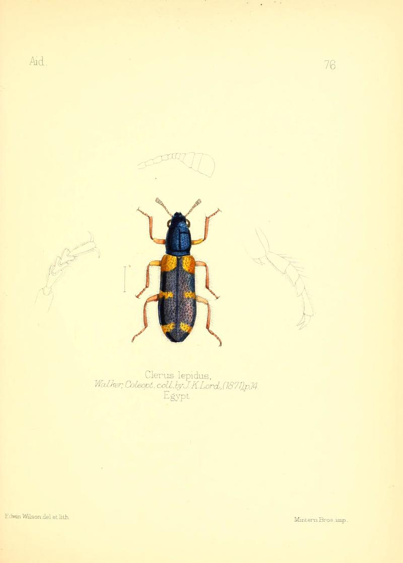 Aid to the identification of insects (Plate 76) (6026390144)