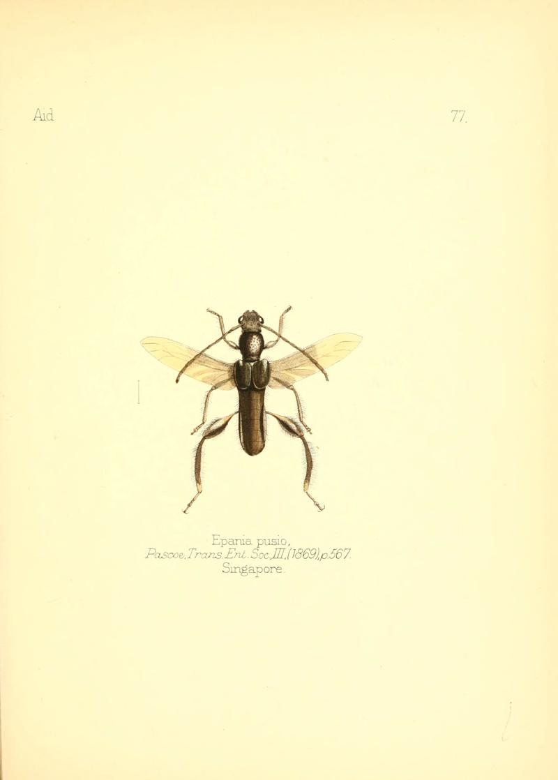 Aid to the identification of insects (Plate 77) (6026390452)