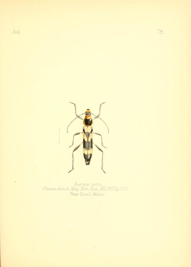 Aid to the identification of insects (Plate 78) (6025833975)