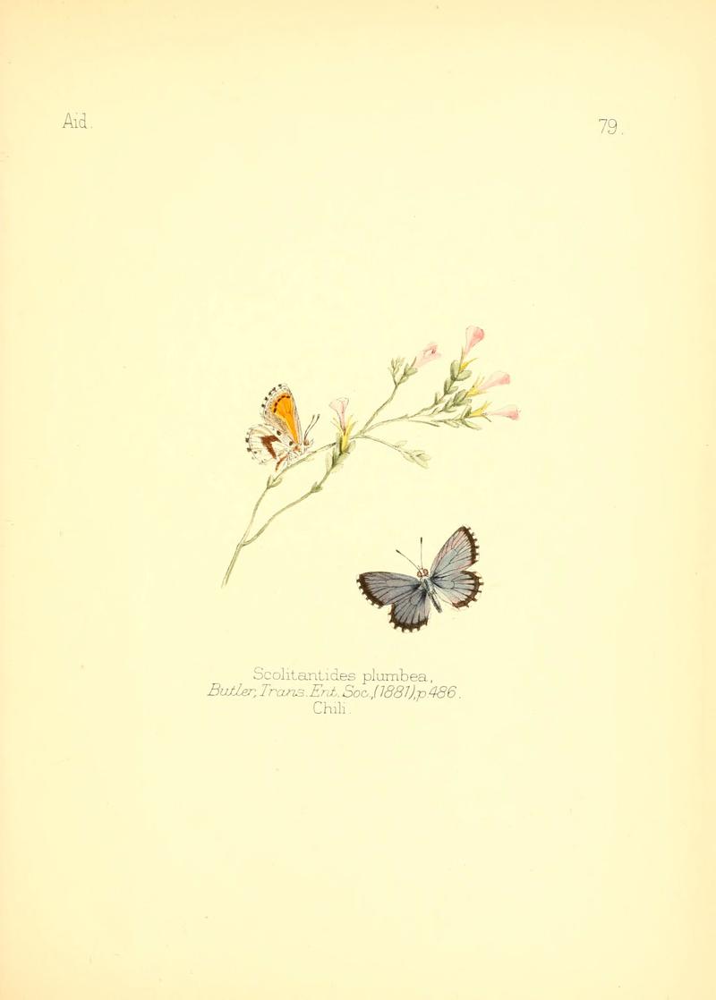 Aid to the identification of insects (Plate 79) (6025834265)