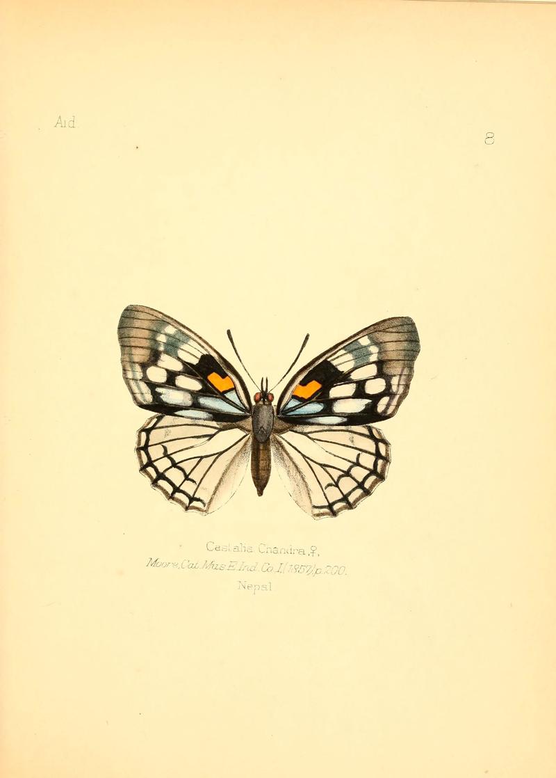 Aid to the identification of insects (Plate 8) (6025814245)