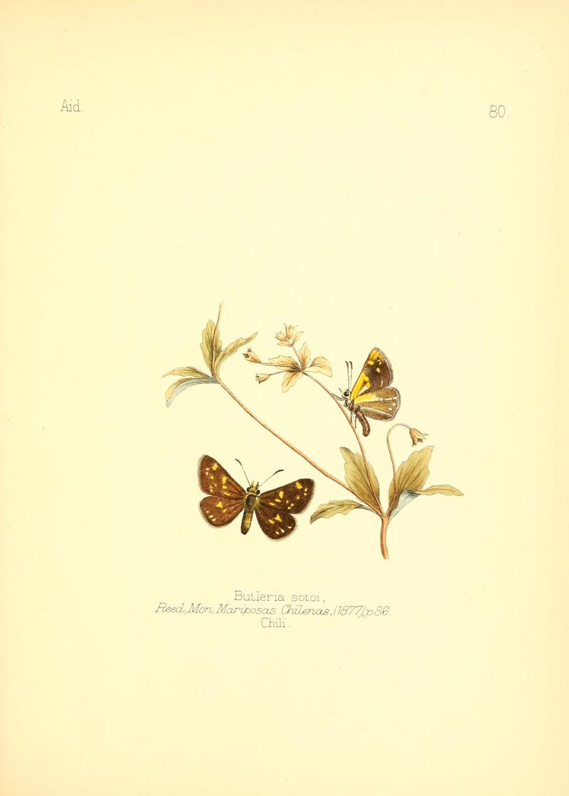 Aid to the identification of insects (Plate 80) (6025834505)