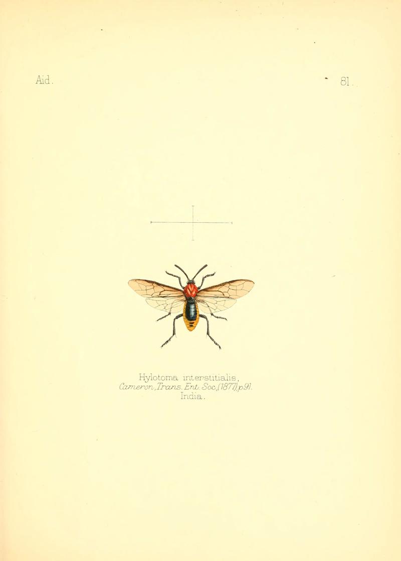 Aid to the identification of insects (Plate 81) (6026391510)