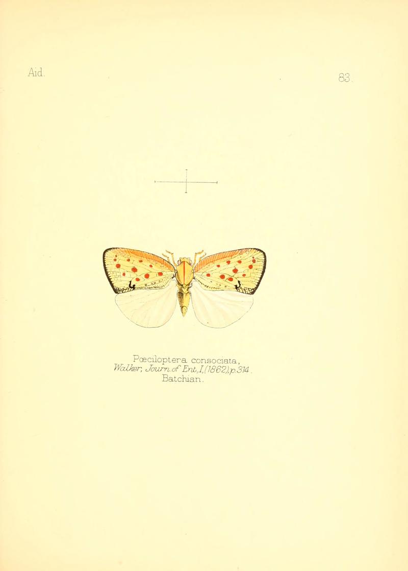 Aid to the identification of insects (Plate 83) (6026391952)