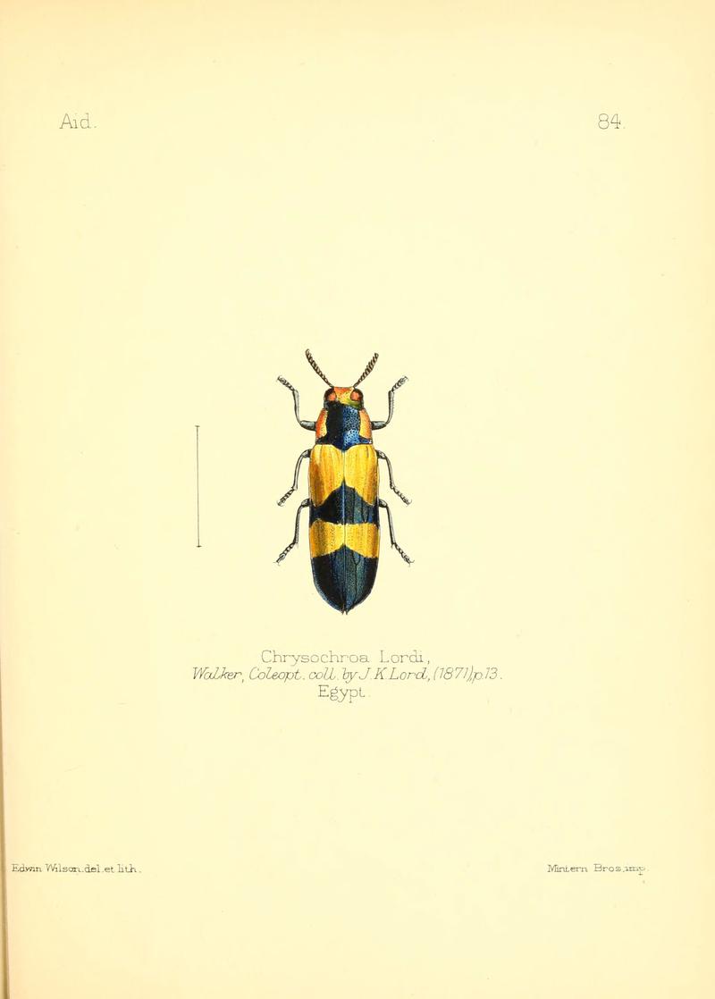 Aid to the identification of insects (Plate 84) (6025835703)