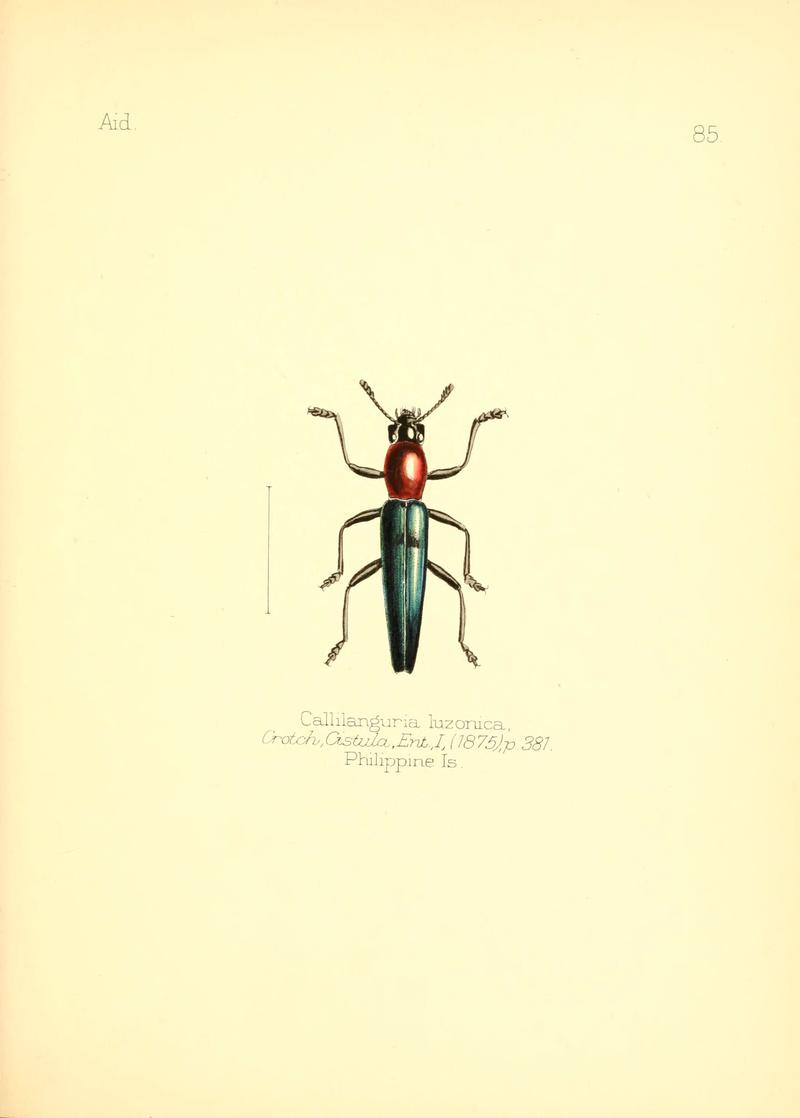 Aid to the identification of insects (Plate 85) (6026392522)