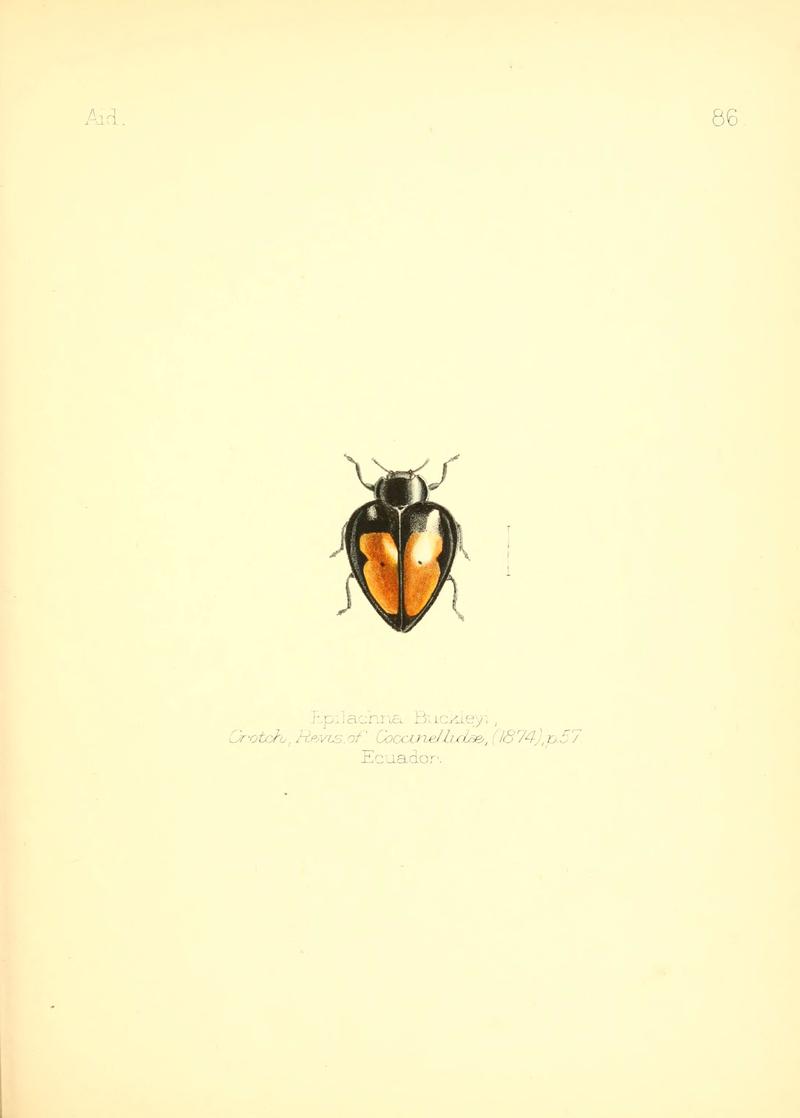 Aid to the identification of insects (Plate 86) (6025836311)