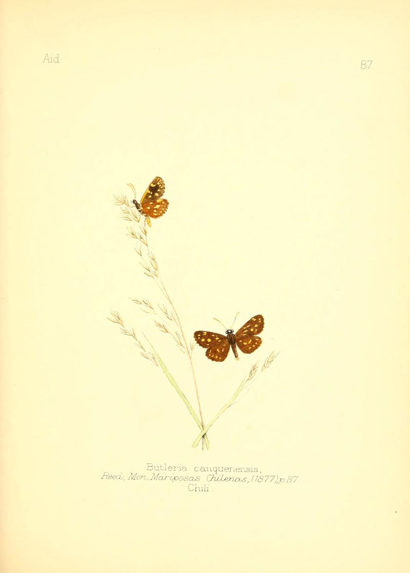 Aid to the identification of insects (Plate 87) (6025836637)