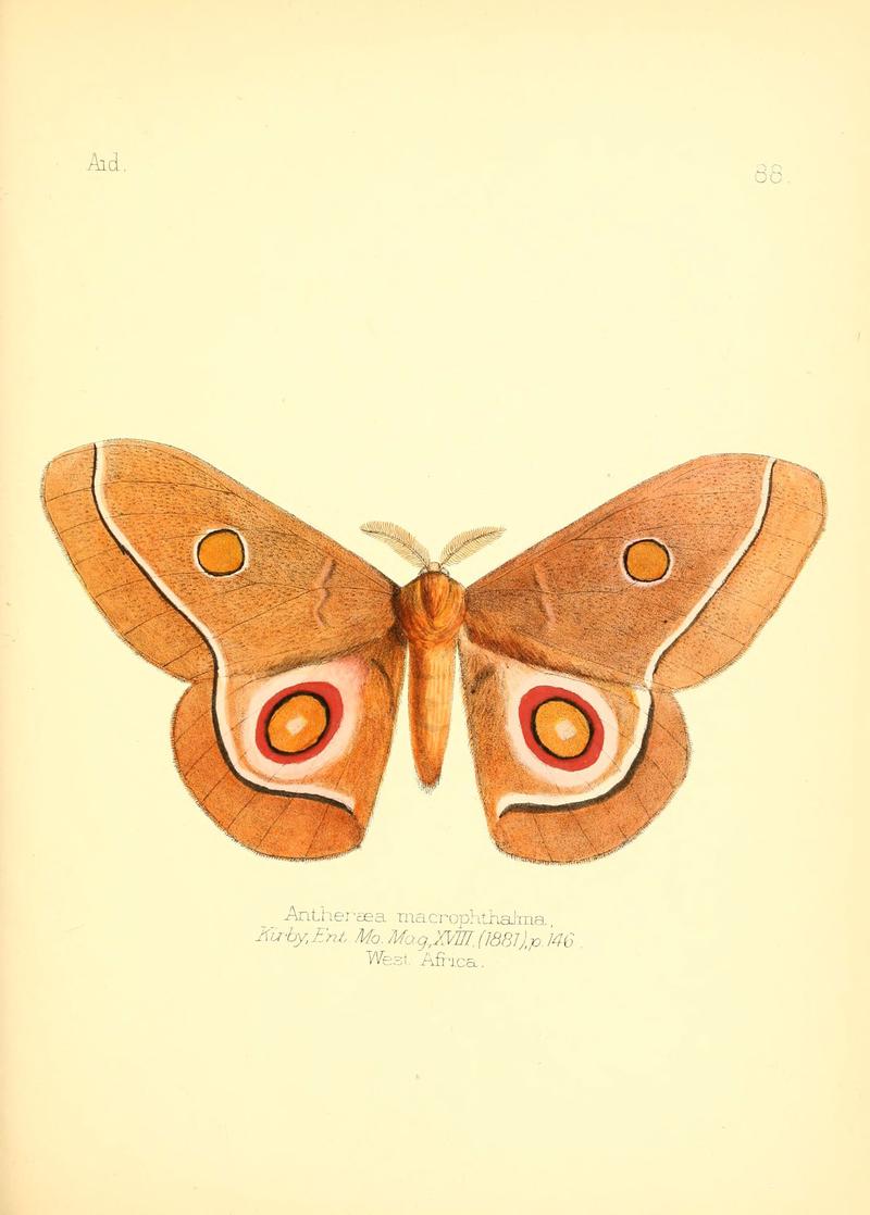 Aid to the identification of insects (Plate 88) (6026393418)