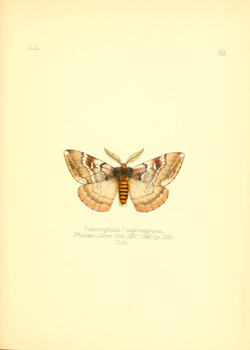 Aid to the identification of insects (Plate 89) (6026393756)