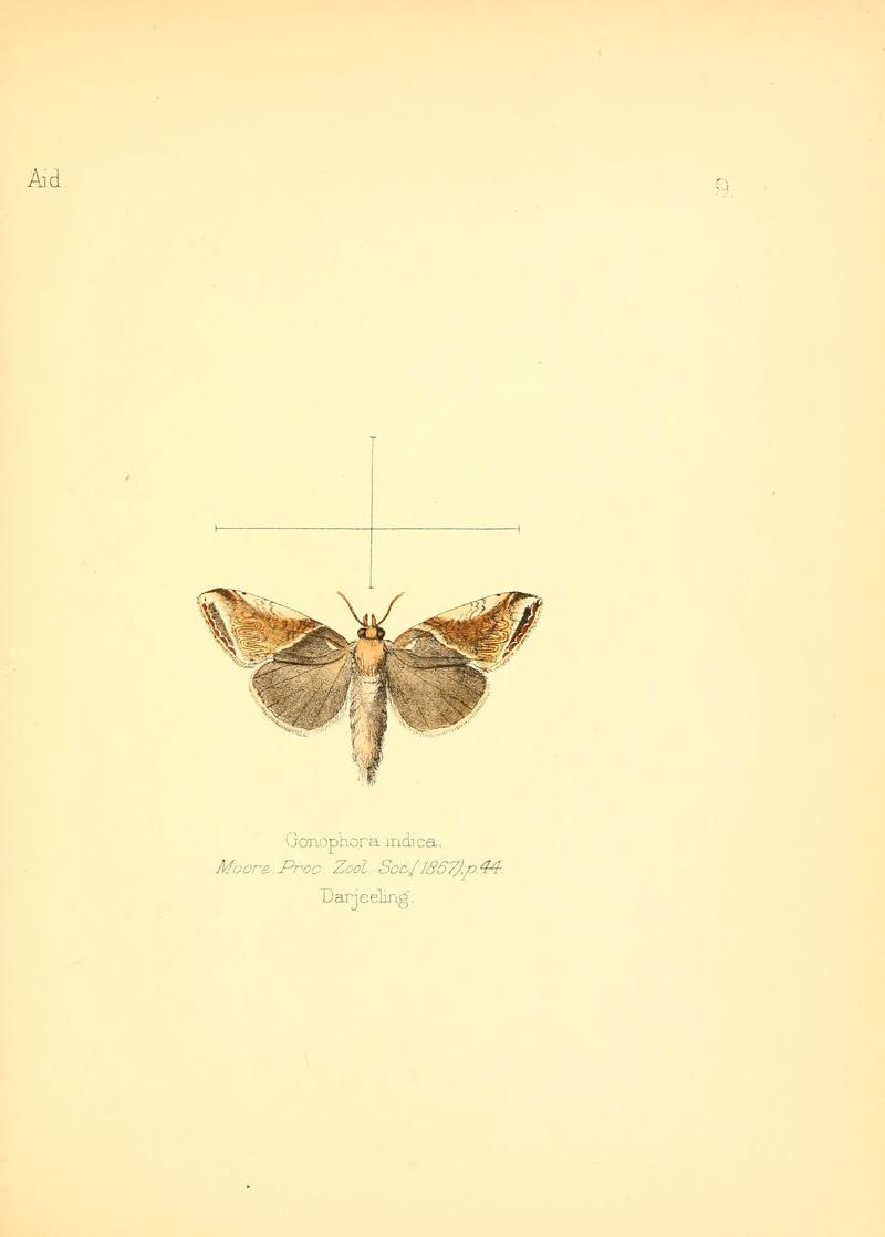 Aid to the identification of insects (Plate 9) (6026371082)
