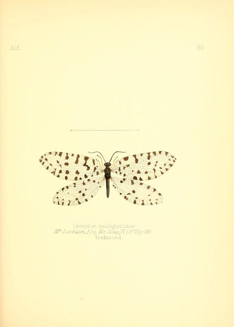 Aid to the identification of insects (Plate 90) (6026394090)