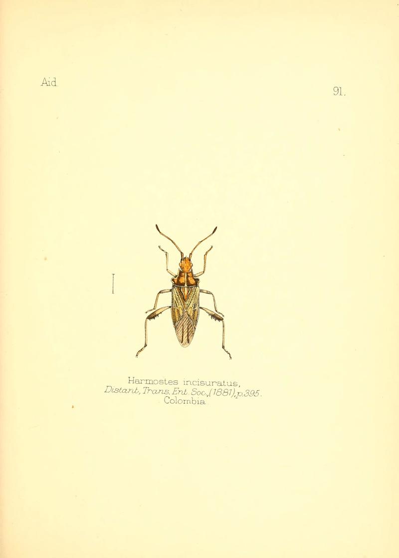 Aid to the identification of insects (Plate 91) (6025837857)