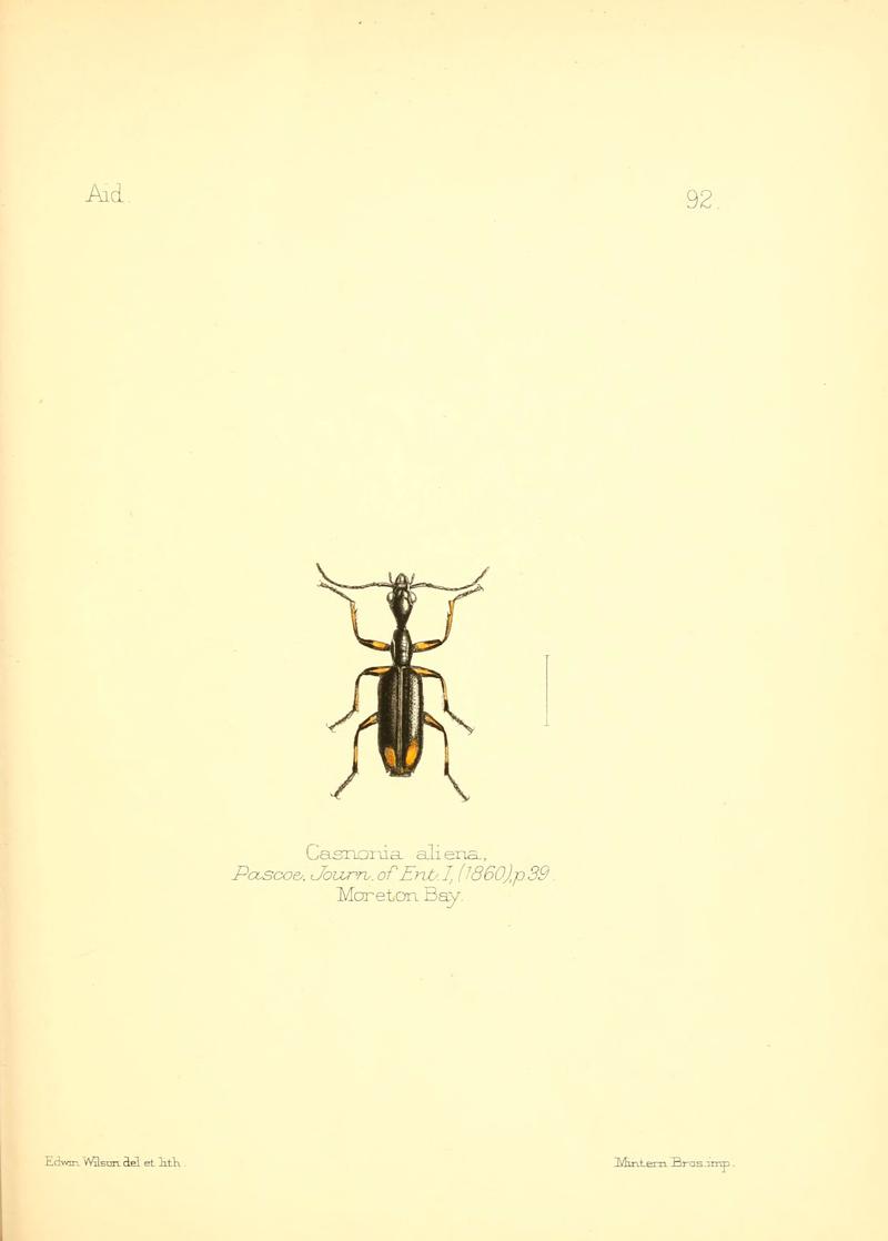 Aid to the identification of insects (Plate 92) (6025838169)