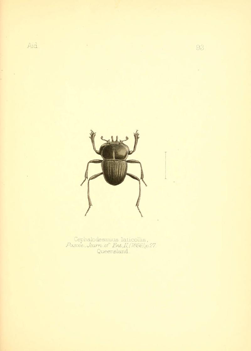 Aid to the identification of insects (Plate 93) (6026395046)