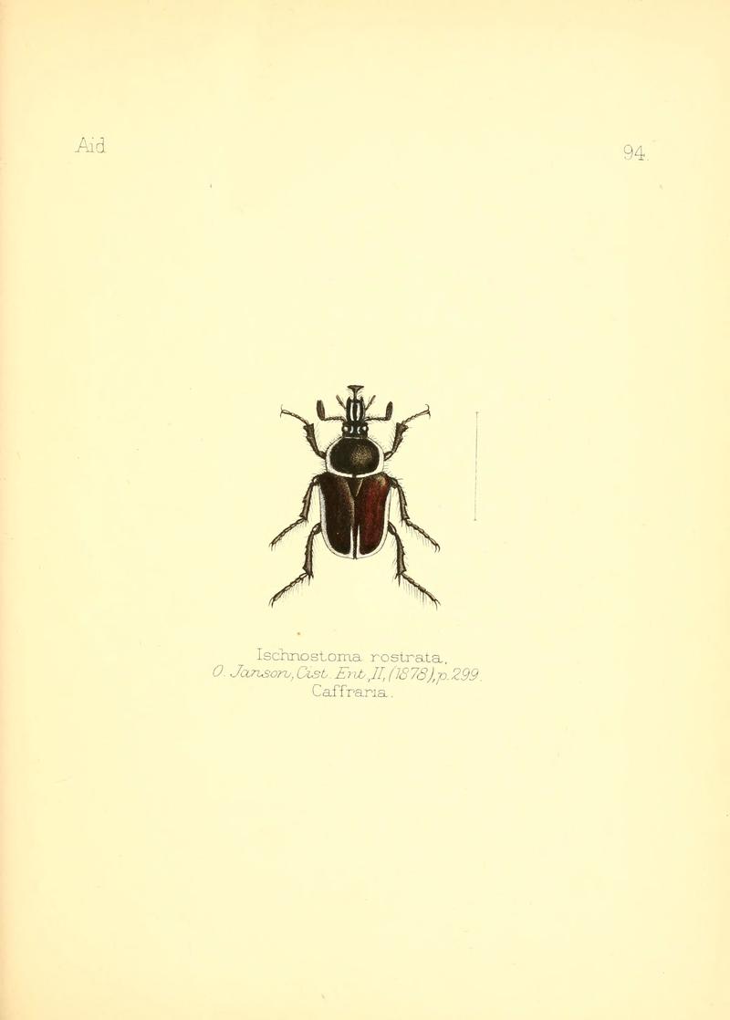 Aid to the identification of insects (Plate 94) (6026395282)