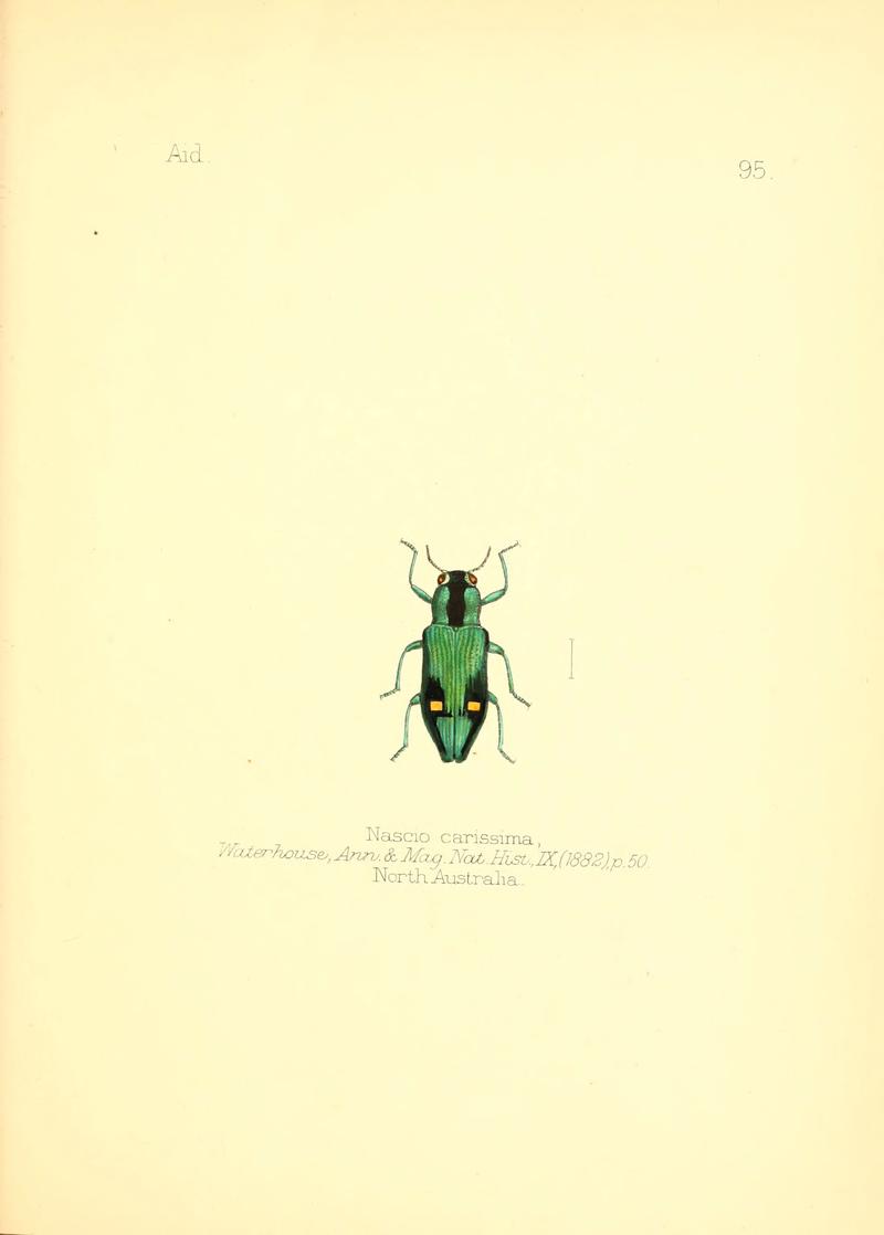 Aid to the identification of insects (Plate 95) (6025838963)