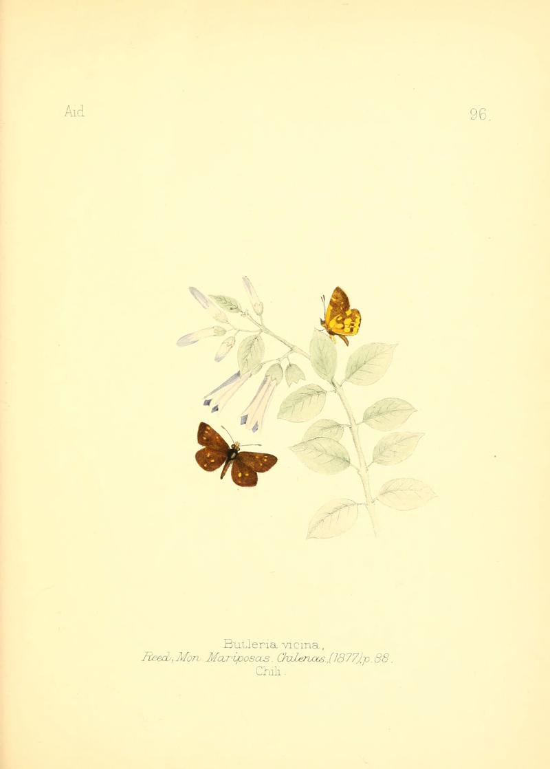 Aid to the identification of insects (Plate 96) (6025839197)