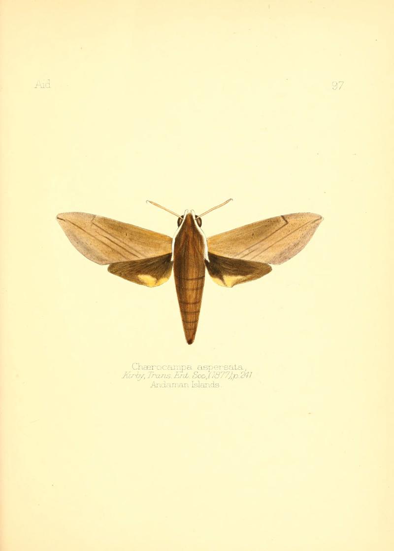 Aid to the identification of insects (Plate 97) (6026396028)