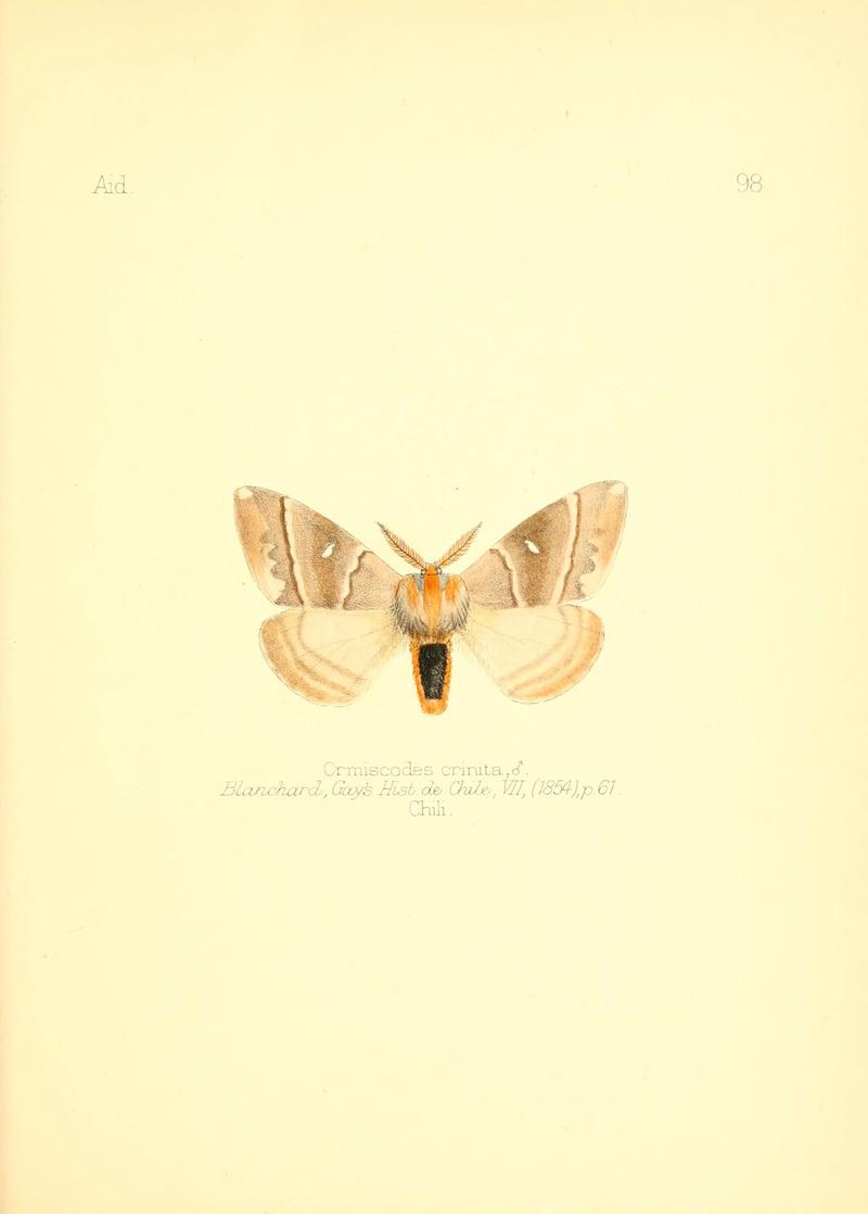 Aid to the identification of insects (Plate 98) (6026396272)