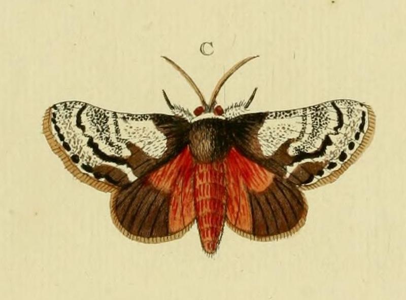Aidos amanda - CramerAndStoll-uitlandsche kapellen vol. 4- pl 383 (cropped)