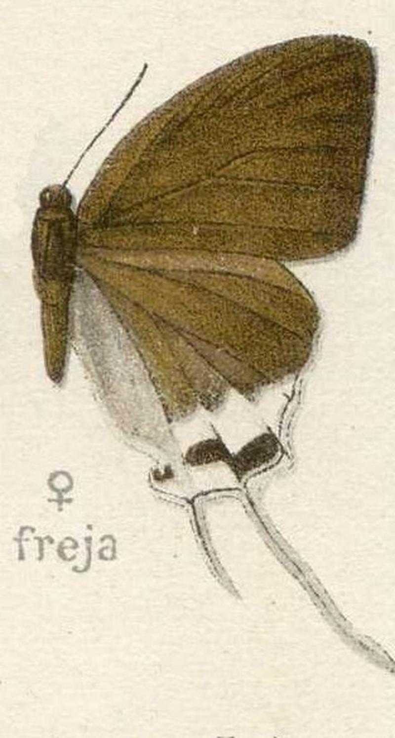 Cheritra freja Lycaenidae