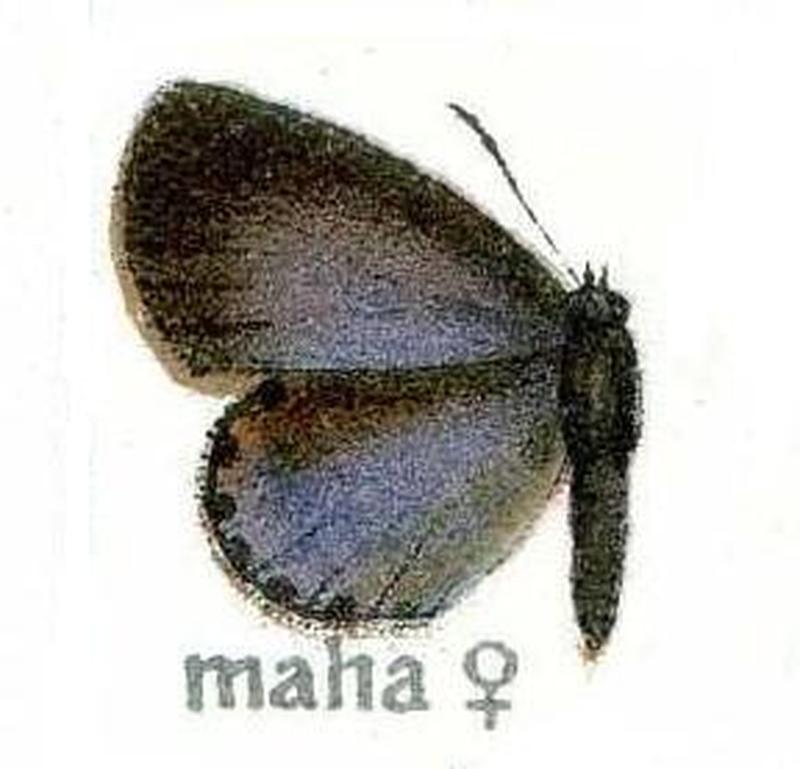 Pseudozizeeria maha Lycaenidae