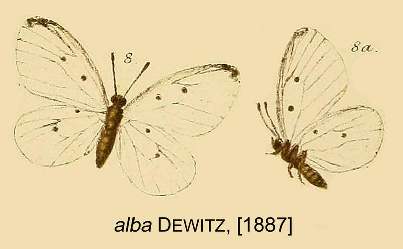 Pentila alba from original description