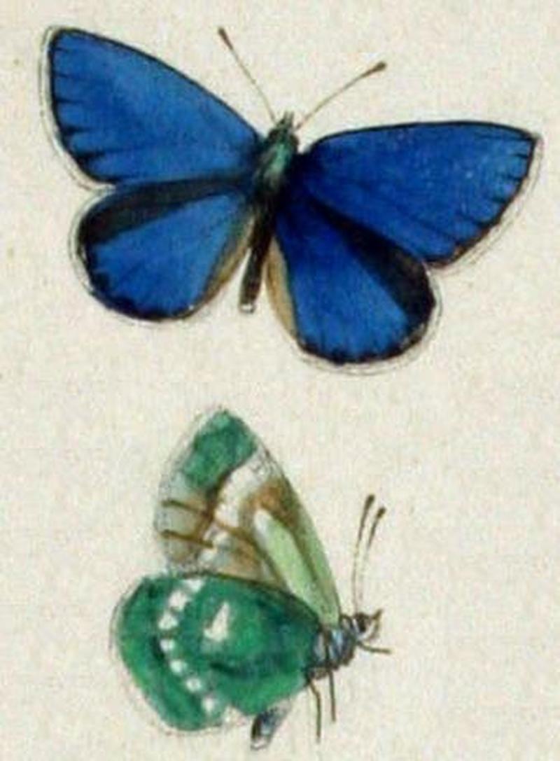 Albulina metallica