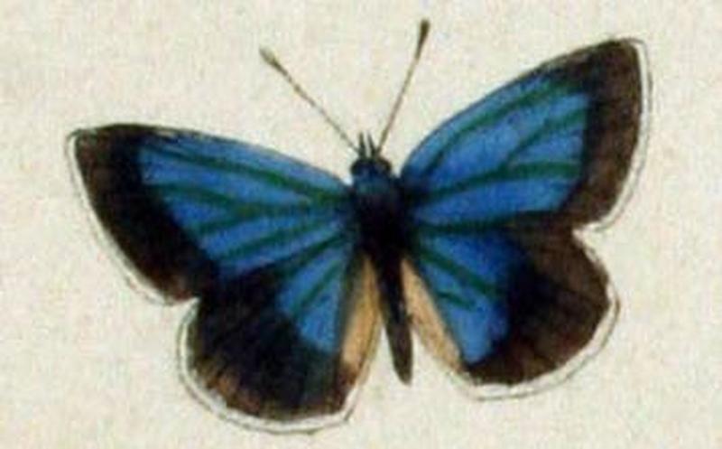 Albulina metallica male