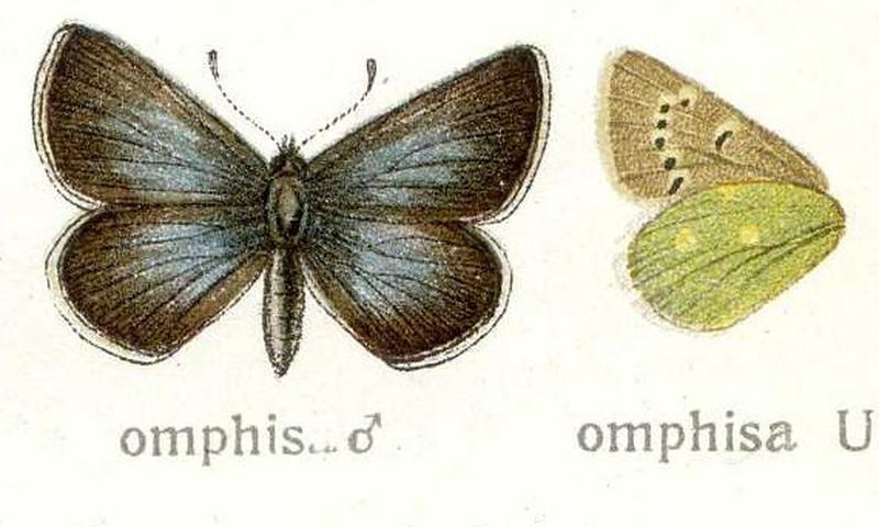 Albulina omphisa