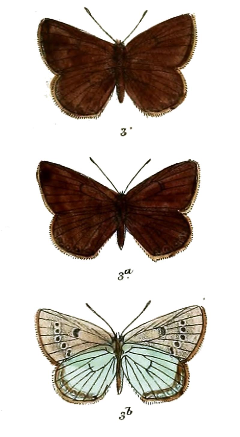 Albulina younghusbandi 640 3