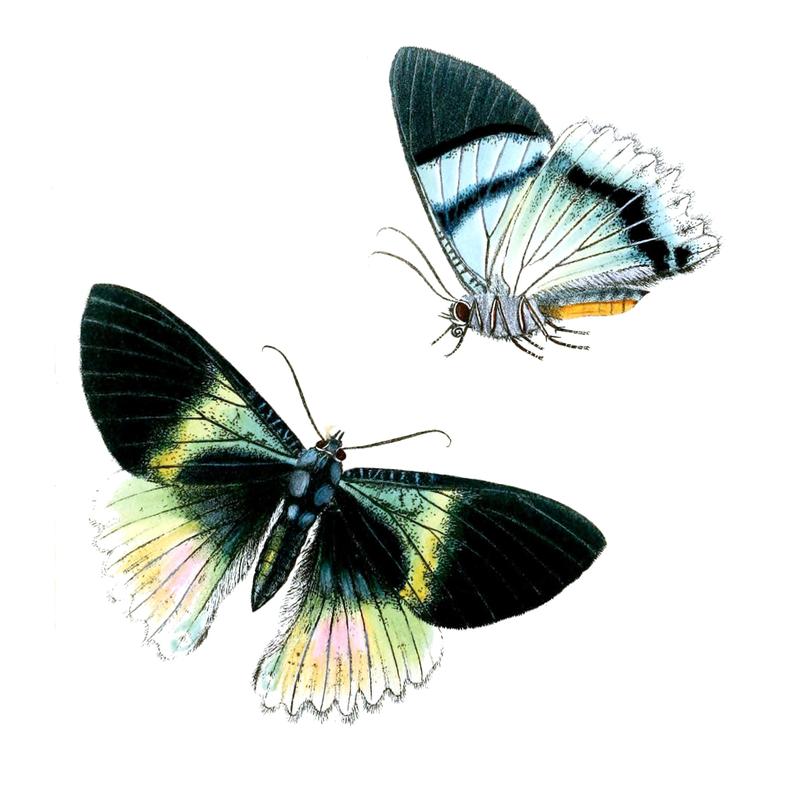 Alcides aurora