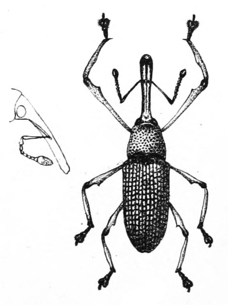 Alcides zonatus