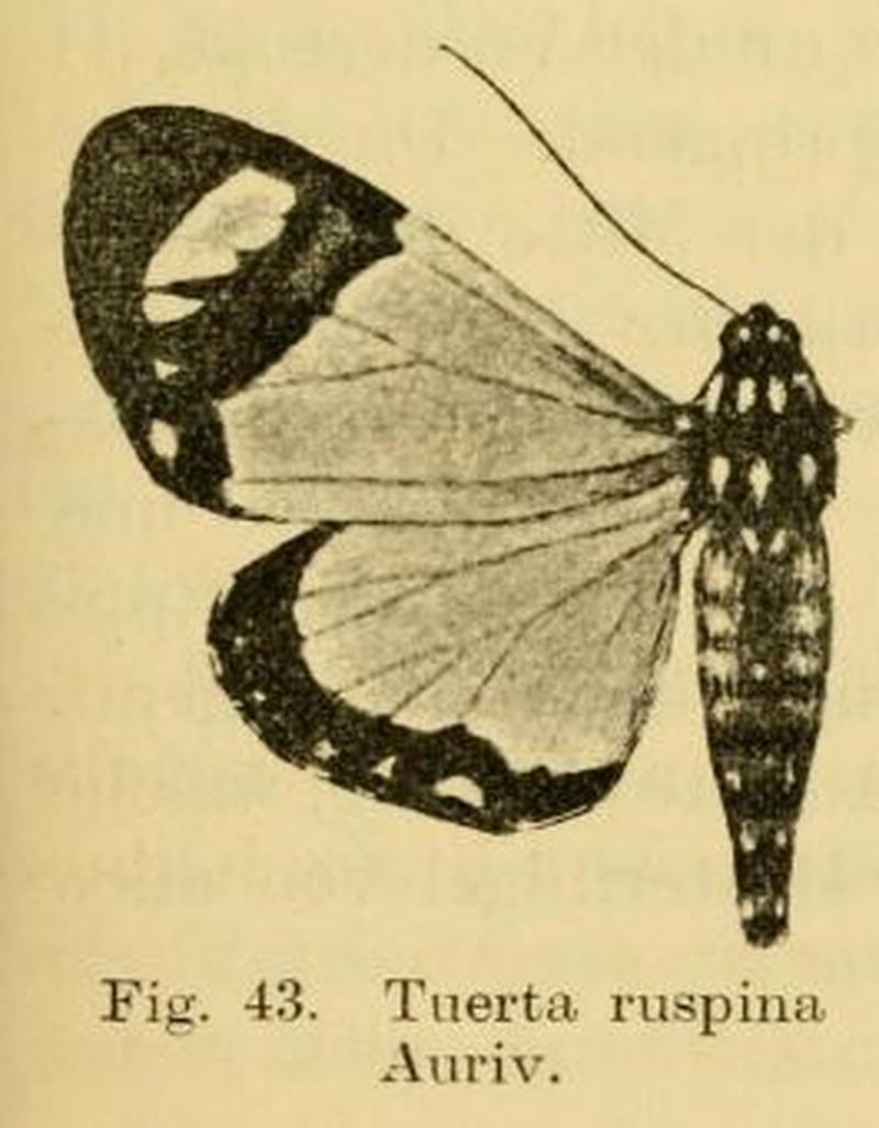 Aletopus ruspina (Aurivillius, 1909)