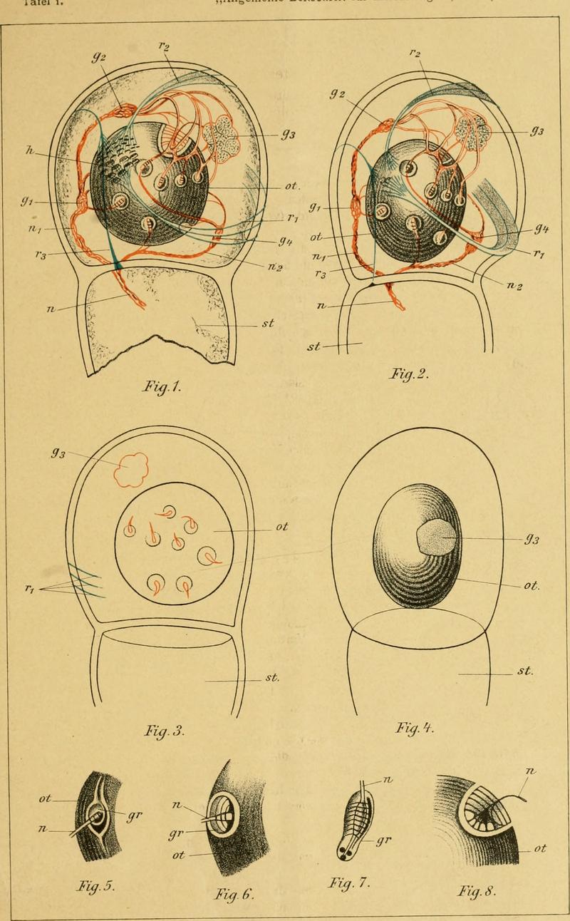 Allgemeine Zeitschrift für Entomologie. Bd. 8, Heft 4, 1903 - Tafel 1 (17486644384)