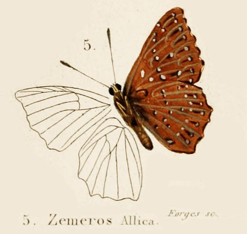 Allica inBoisduval1836