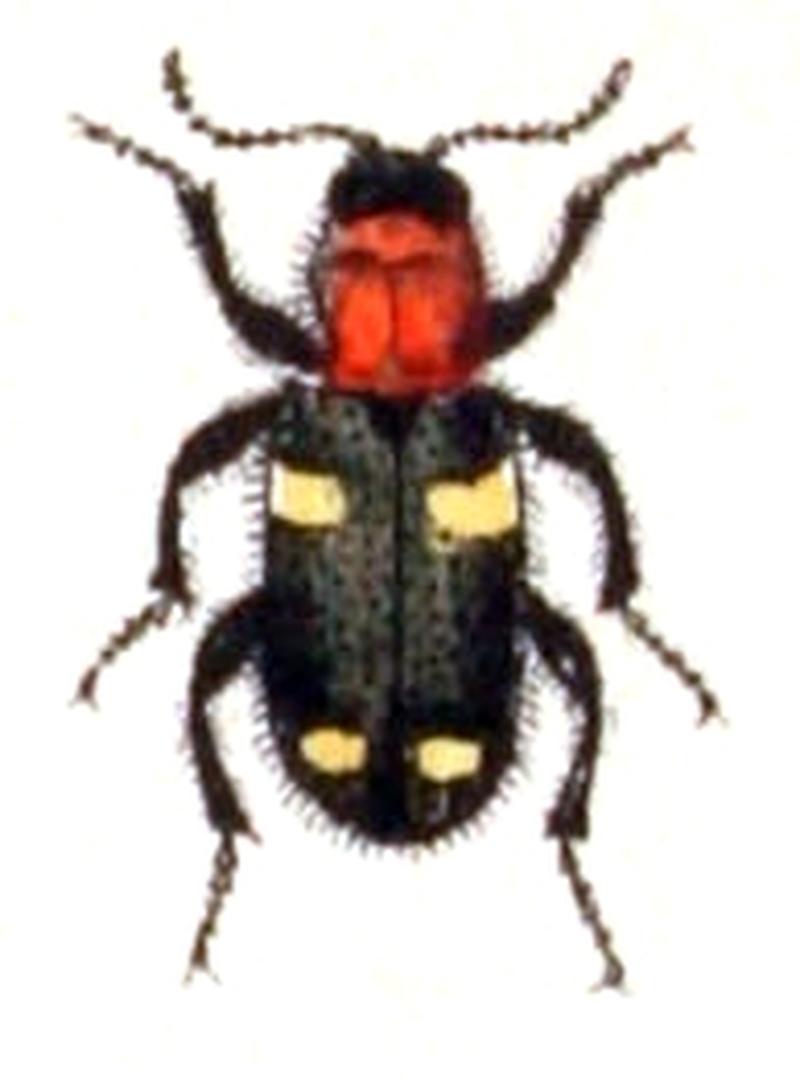 Allonyx.quadrimaculatus.-.calwer.28.13