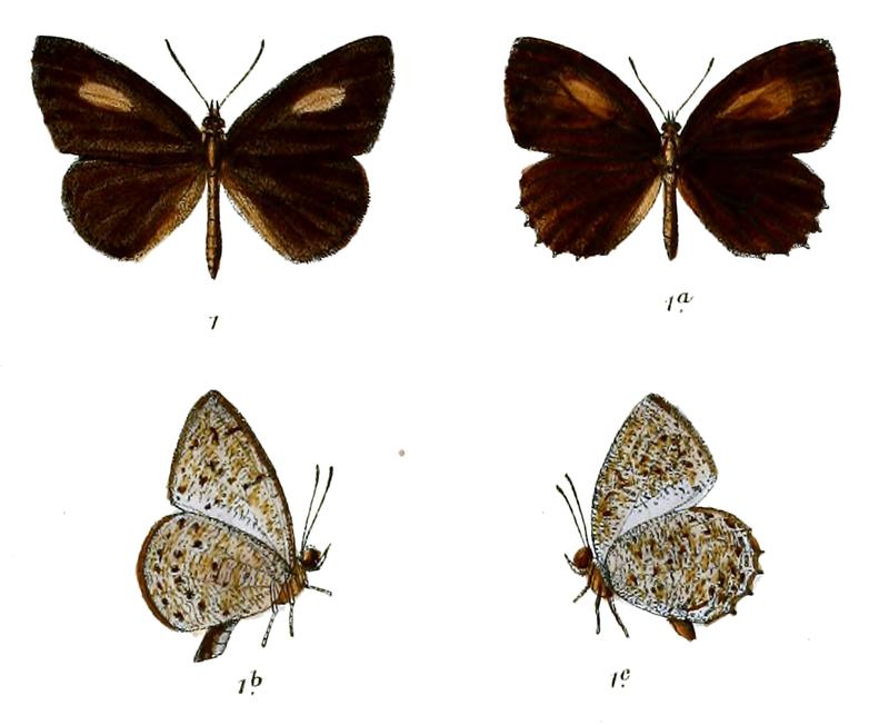 Allotinus horsfieldi