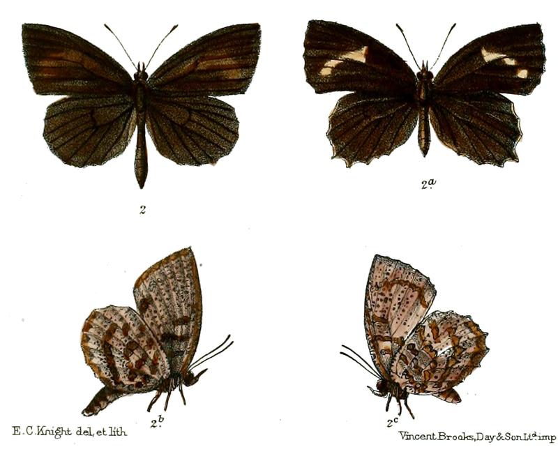 Allotinus multistrigatus
