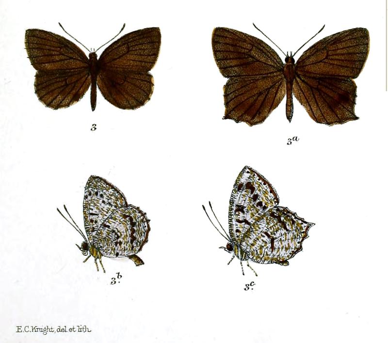 Allotinus panormis