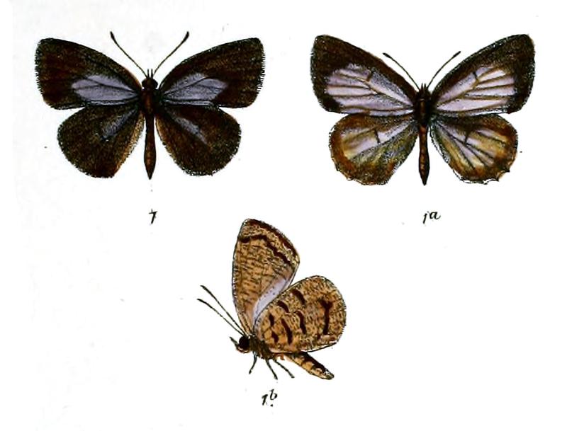 Allotinus subviolescens