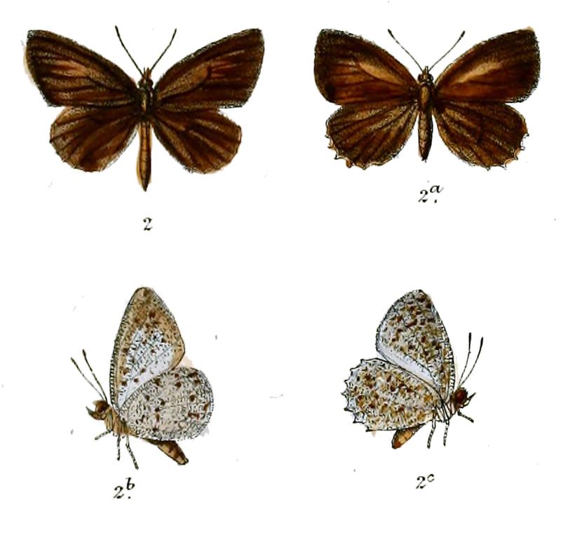 Allotinus taras