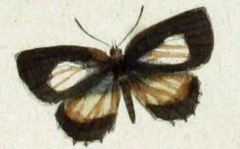 Allotinus fallax male